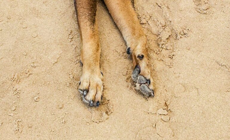  Envenenan a 20 animales en San José Iturbide, Guanajuato