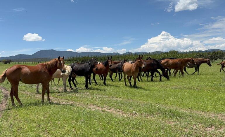  La UACH lista para recibir el XIV Congreso Internacional de Manejo de Pastizales