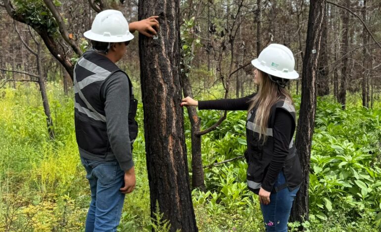 Investigador de la UACH lidera proyecto forestal en el sureste de Chihuahuas