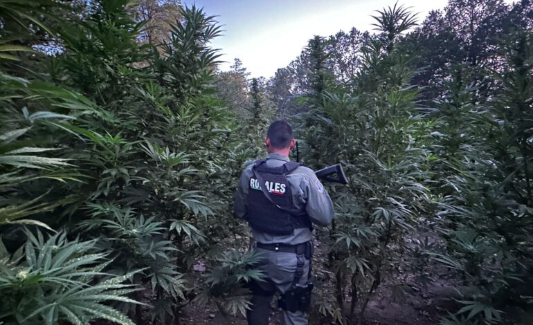  Destruye SSPE más de 410 mil plantas de marihuana en Guerrero