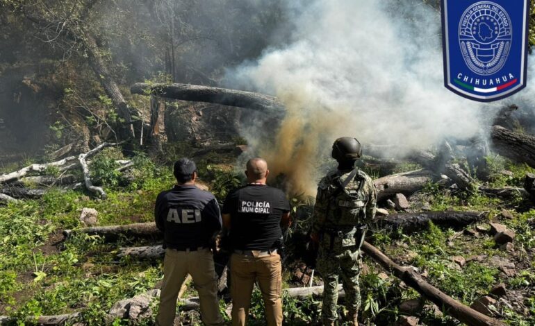 Continúa destrucción de plantíos de mariguana al norte de la capital