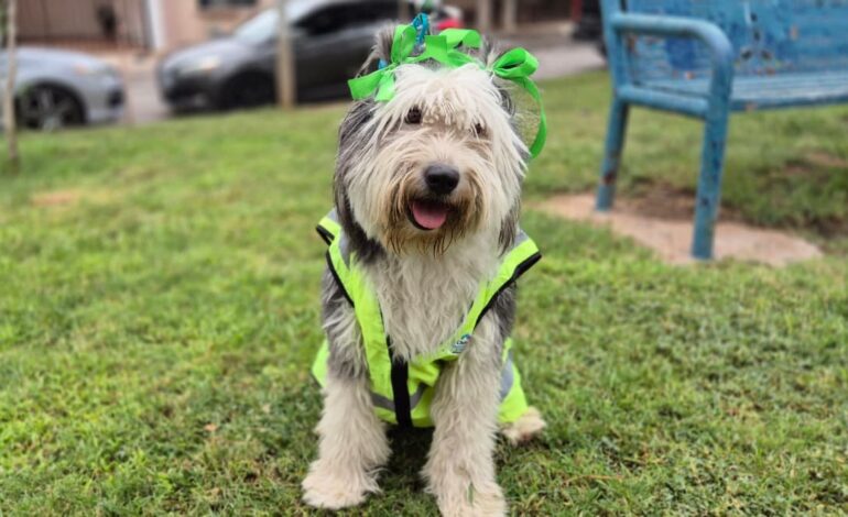  Conoce a Bartola, perrita que supervisa los parques de Chihuahua Capital