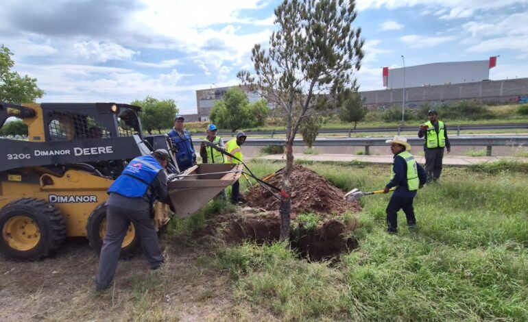 Concluye reubicación de árboles en la zona de construcción del Paso Superior Vialidad Nogales e Industrias