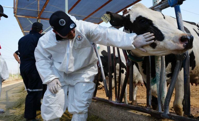  Respalda Chihuahua las medidas de Sonora contra el Gusano Barrenador, prohíben ingreso de ganado del sureste del país