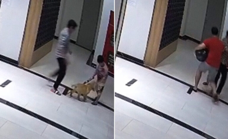  Sujeto empuja a un perro y el dueño del can le responde con un golpe en el rostro