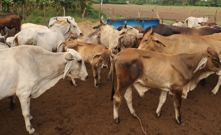 Plaga del gusano barrenador se reduce 28% con plan conjunto México-EE.UU.: Sader