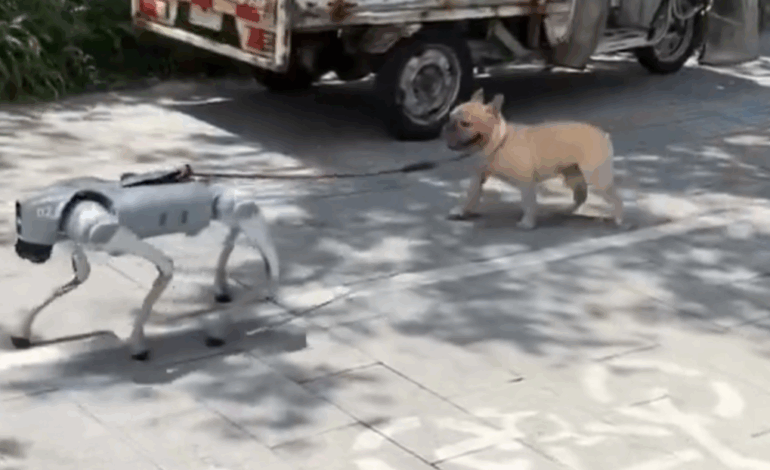  Se viraliza video de un perro robot paseando a un perro real