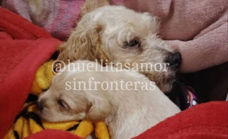  Adoptan a ‘Cereza’ y ‘Cerecito’, perritos sobrevivientes del incidente de pipa en Iztapalapa