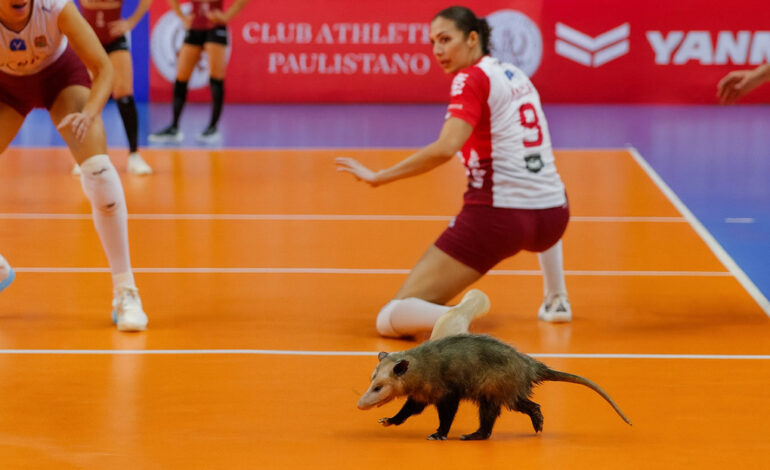  Zarigüeya se roba el show al invadir un partido de voleibol en Brasil