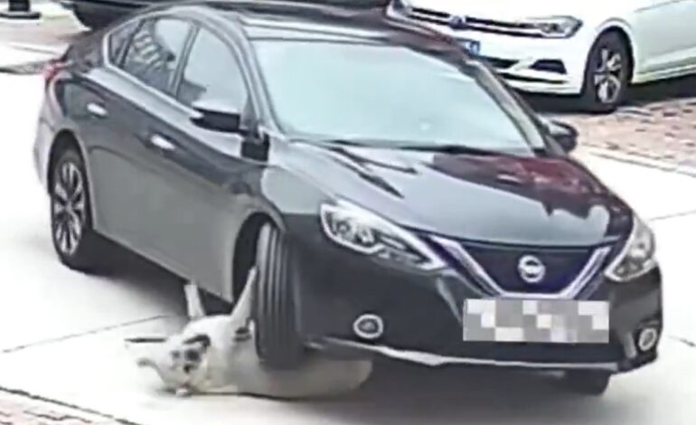  Atropellan a un perro en China… y sobrevive gracias a su gordura