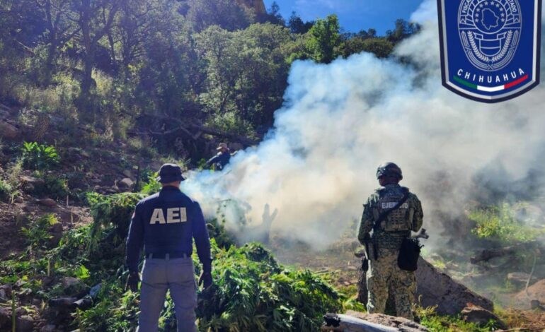  Realizan nueva quema de plantíos de droga en Cañón La Sierrita