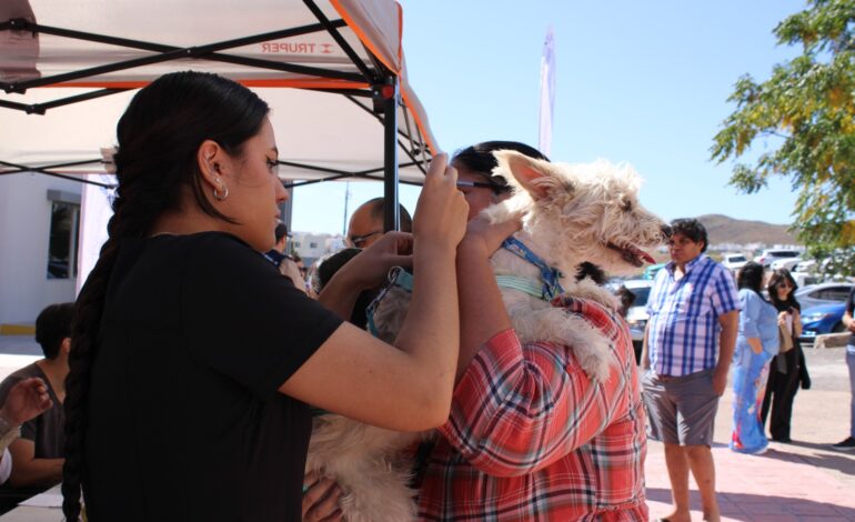  Brindó Municipio más de 300 servicios gratuitos para mascotas en Wellness Fest 2025