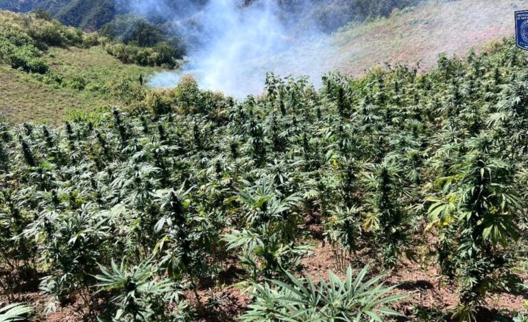  Destruye Operativo Conjunto tres plantíos de mariguana en Uruachi