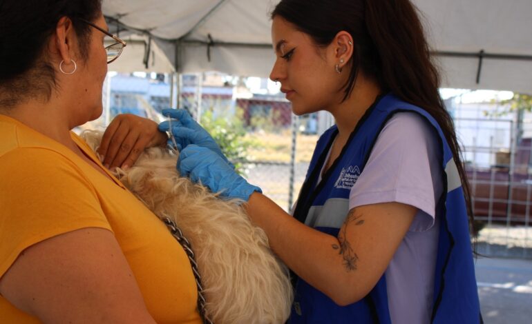  Más de 600 servicios de salud para perros y gatos brindó Municipio en colonia Bellavista