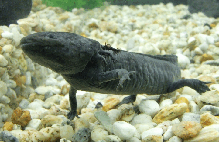  México necesitaba desesperadamente que a los mexicanos les importaran los axolotes. Así que los puso en los billetes