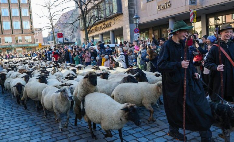  Tradición alemana: ciento de ovejas paralizan la ciudad de Núremberg