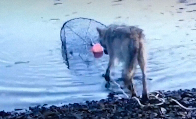  Captan cómo un lobo “roba” comida de una trampa para cangrejos