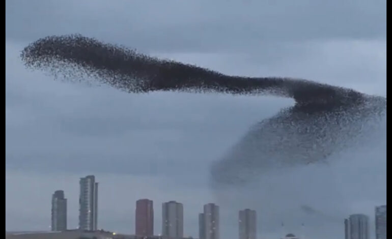  Viral e hipnotizante: fotógrafo capta la “danza” de una bandada de estorninos