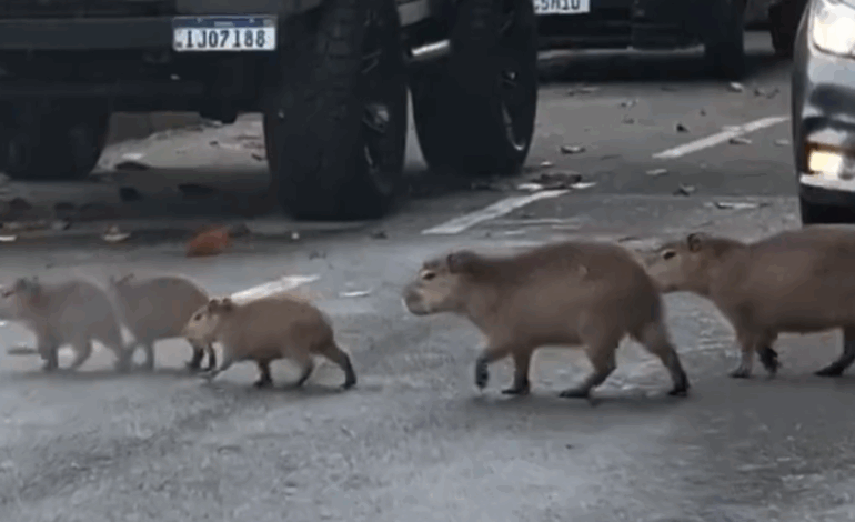  Una familia de capibaras cruza tranquilamente una avenida y paraliza el tráfico