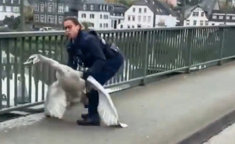  Se viraliza video de una policía alemana que “arrestó” a un cisne