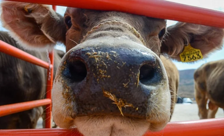  Senasica amplía en todo el país las medidas de emergencia contra el gusano barrenador