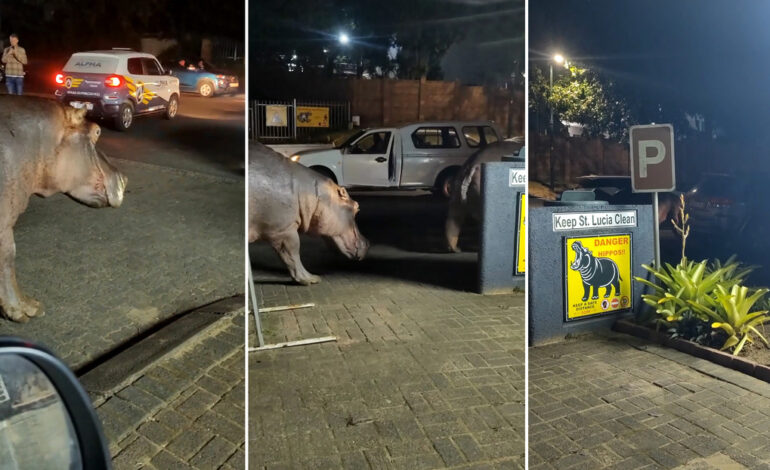  Hipopótamos paralizan el tráfico en Sudáfrica