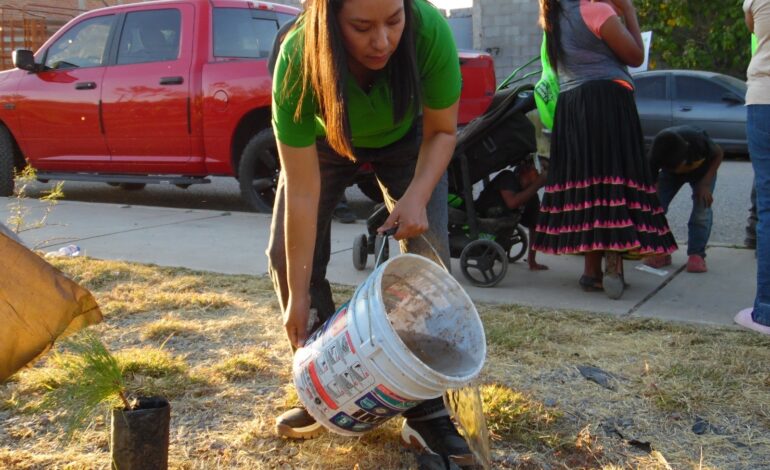  Regidora y vecinos de la colonia Rinconadas los Nogales Etapa IV, reforestan parque