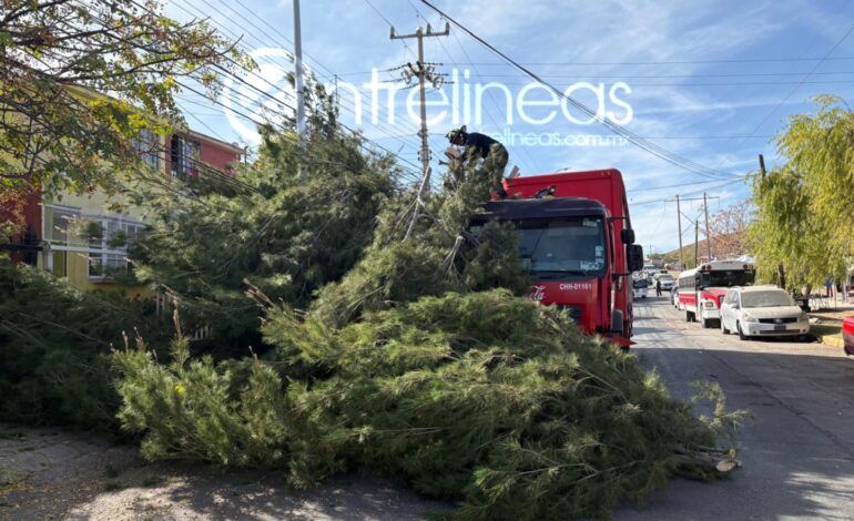  Camión de la Coca-Cola derriba Pino por evitar choque