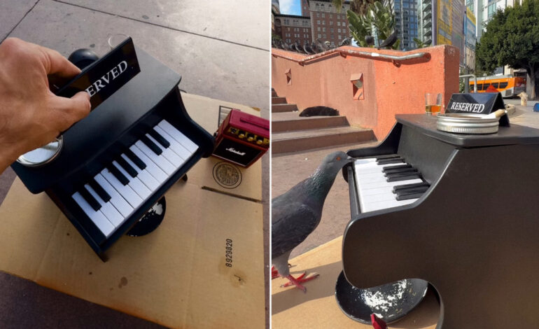  Palomas “tocan” el piano al ritmo del jazz