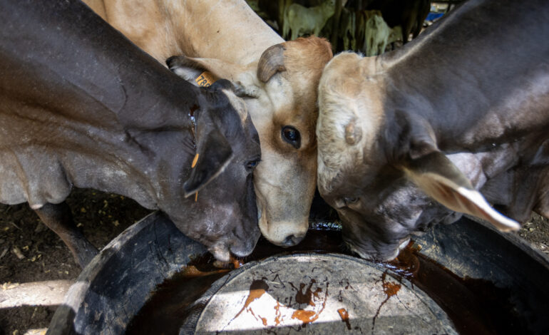  Ganaderos en México denuncian “sobrerregulación” por medidas contra gusano barrenador