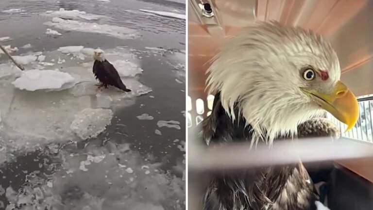 ¡NYPD al rescate! Policías neoyorquinos rescatan a un águila calva que estaba atrapada en un bloque de hielo
