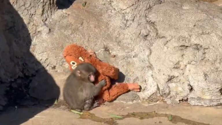 Bullying a Punch. Captan cómo un macaco adulto lo ataca y él corre hacia su “mamá” de peluche
