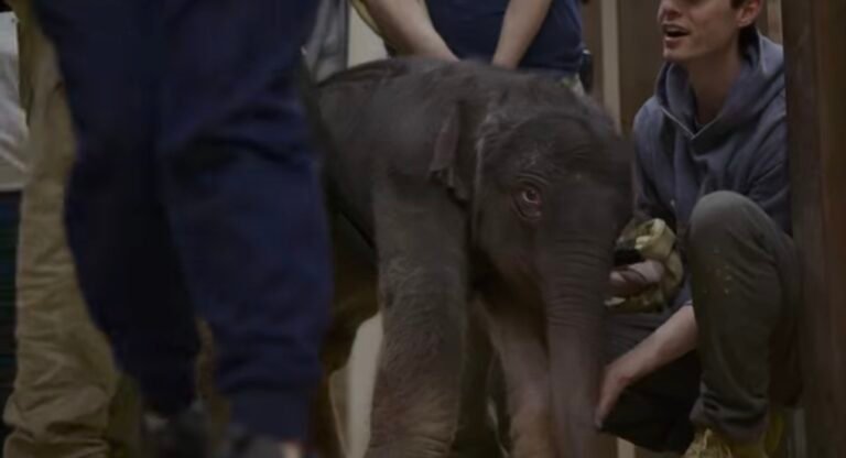 Nace la primera cría de elefante asiático en 25 años