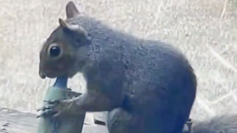 ¿Ardillas vapeadoras? Captan en video  a roedores en parques manipulando cigarrillos electrónicos que toman de la basura