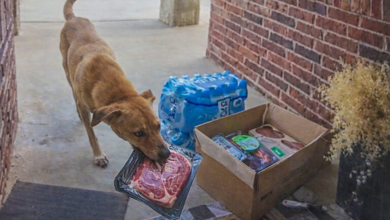 Perro callejero “roba” paquetes de carne de una entrega a domicilio; lo captan en cámara de seguridad
