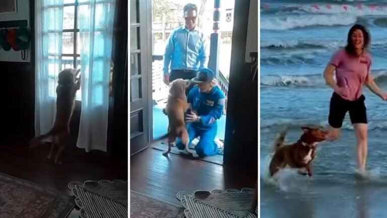Astronauta regresa de la Luna y así reaccionó su perrita