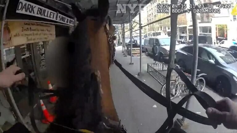 Como en el Viejo Oeste: un policía a caballo atrapa a un ladrón en pleno centro de Nueva York