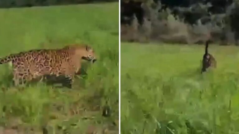 “Es la cosa más linda del mundo”: agricultor brasileño graba a un jaguar que lo seguía sin representar una amenaza