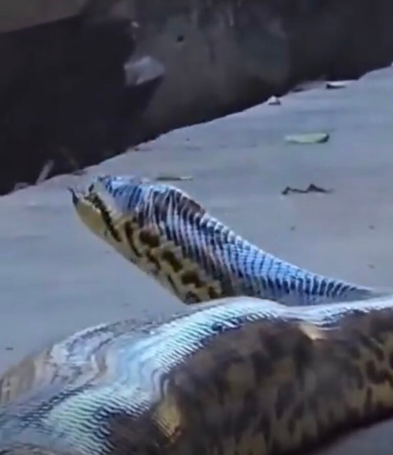 Una anaconda de aproximadamente 3 metros aparece cerca de un hotel en Brasil