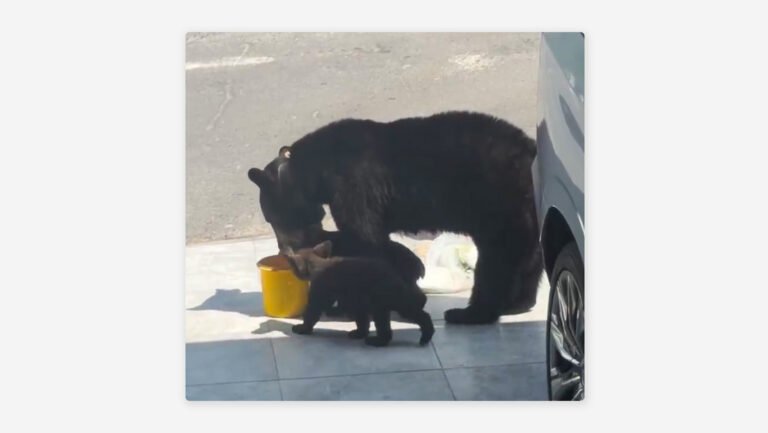 Vecinos dejan agua para una osa y sus crías en Monterrey y el video desata debate en redes