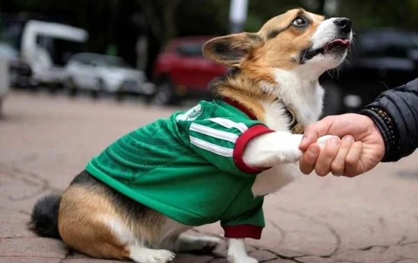 Son playeras ‘Adidog’ demandas en México