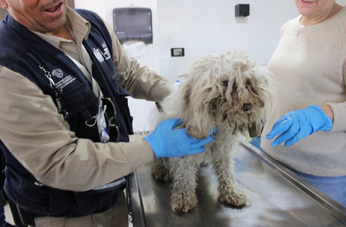 Reportan más de 5 mil denuncias por maltrato animal y daño al medio ambiente; 289 rescates de animales en el último año