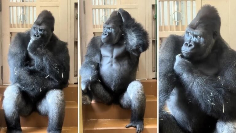Tras una pelea con su pareja, este gorila tuvo una reacción tan humana que se viralizó