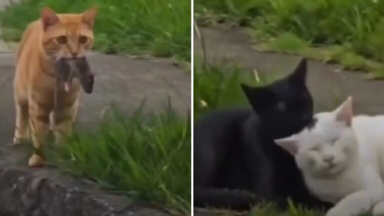 Soldado caído: un gato trae un ratón de regalo para su “novia”, pero la pilla con otro