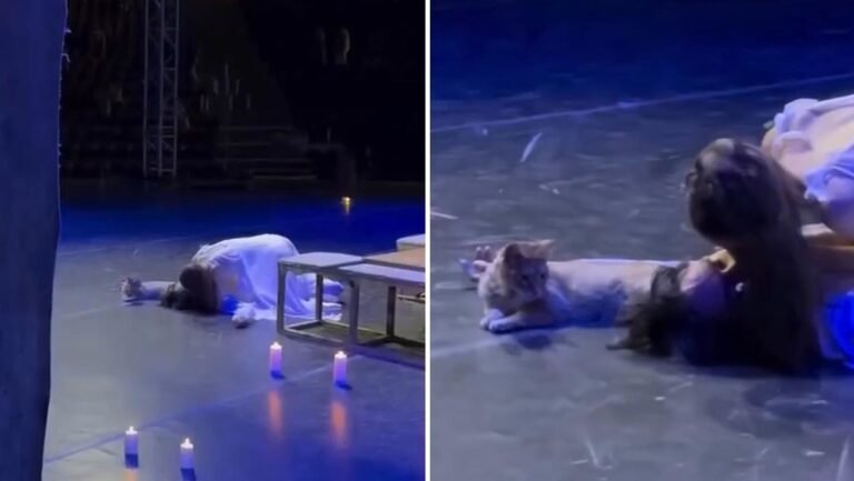Un gato “sabotea” la muerte de Romeo y enloquece al público