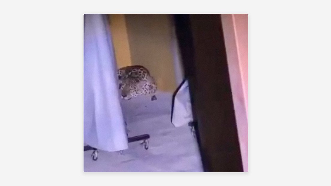 Jaguar aparece en una universidad colombiana… y suspenden las clases
