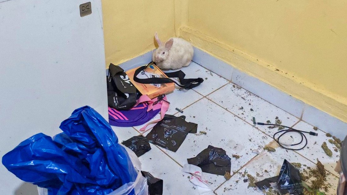 Allanan casa en Bolivia… y encuentran una coneja consumiendo marihuana