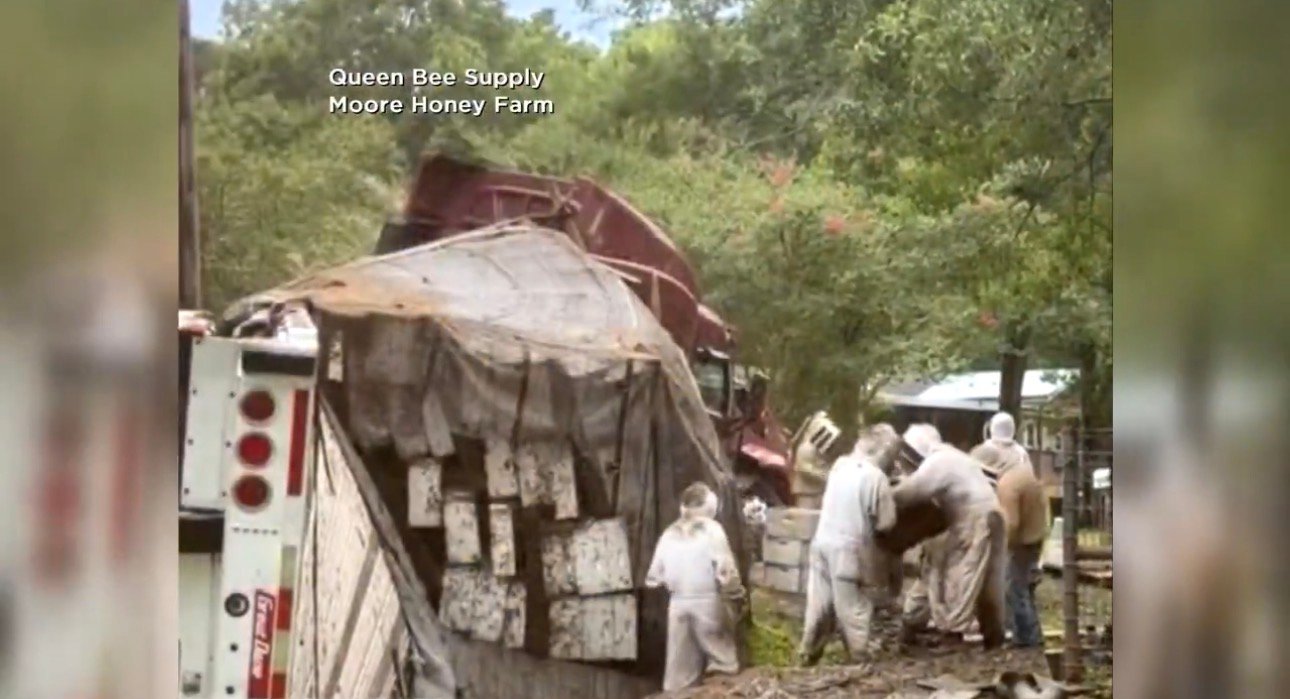 Camión que transportaba 2 millones de abejas choca y desata el “abejapocalipsis” en Texas