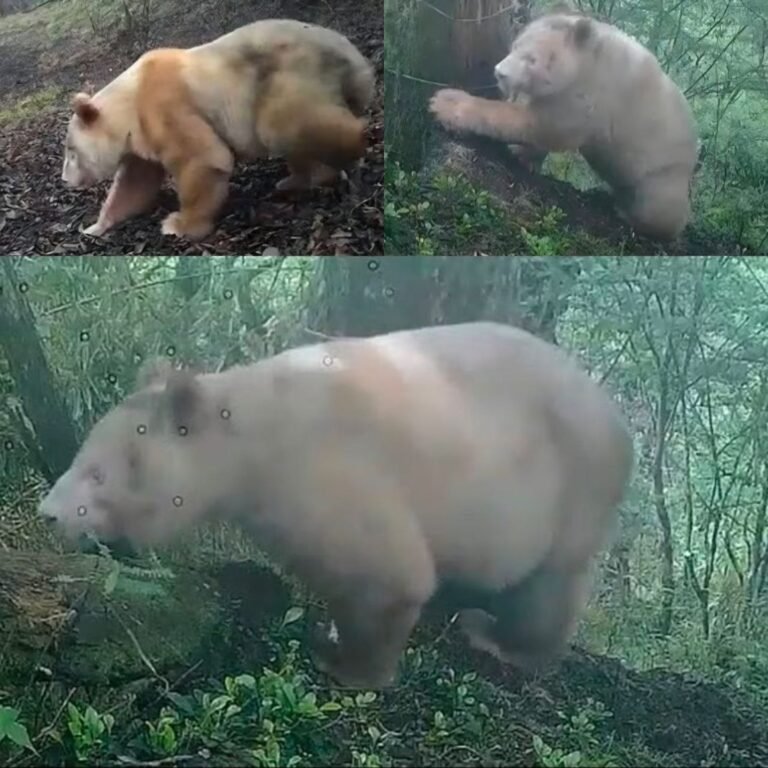 Vuelven a captar en video al único panda albino del mundo