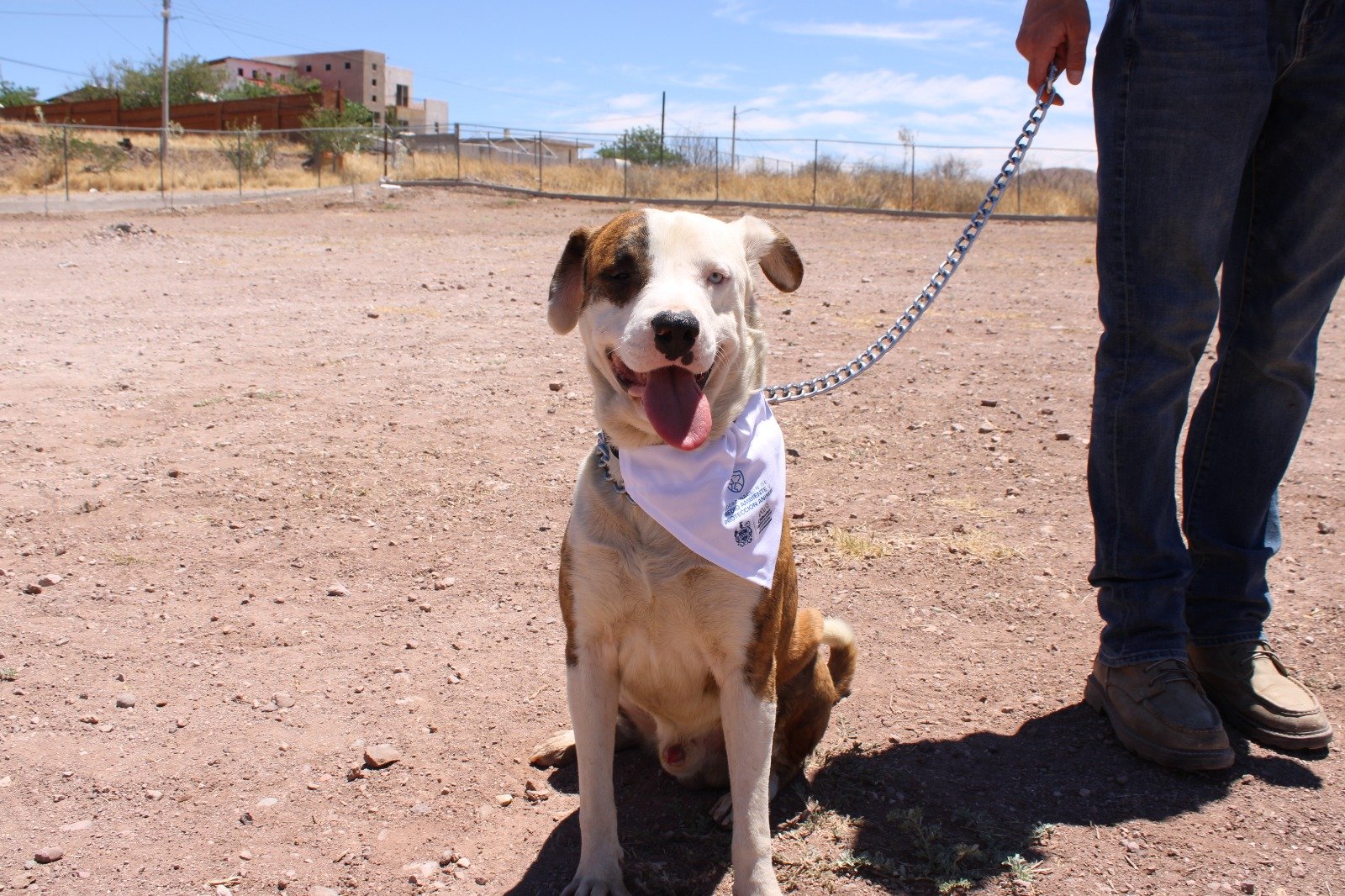 Conmemora Municipio el “Día Mundial del Perro” con acciones de salud, rescate y adopción